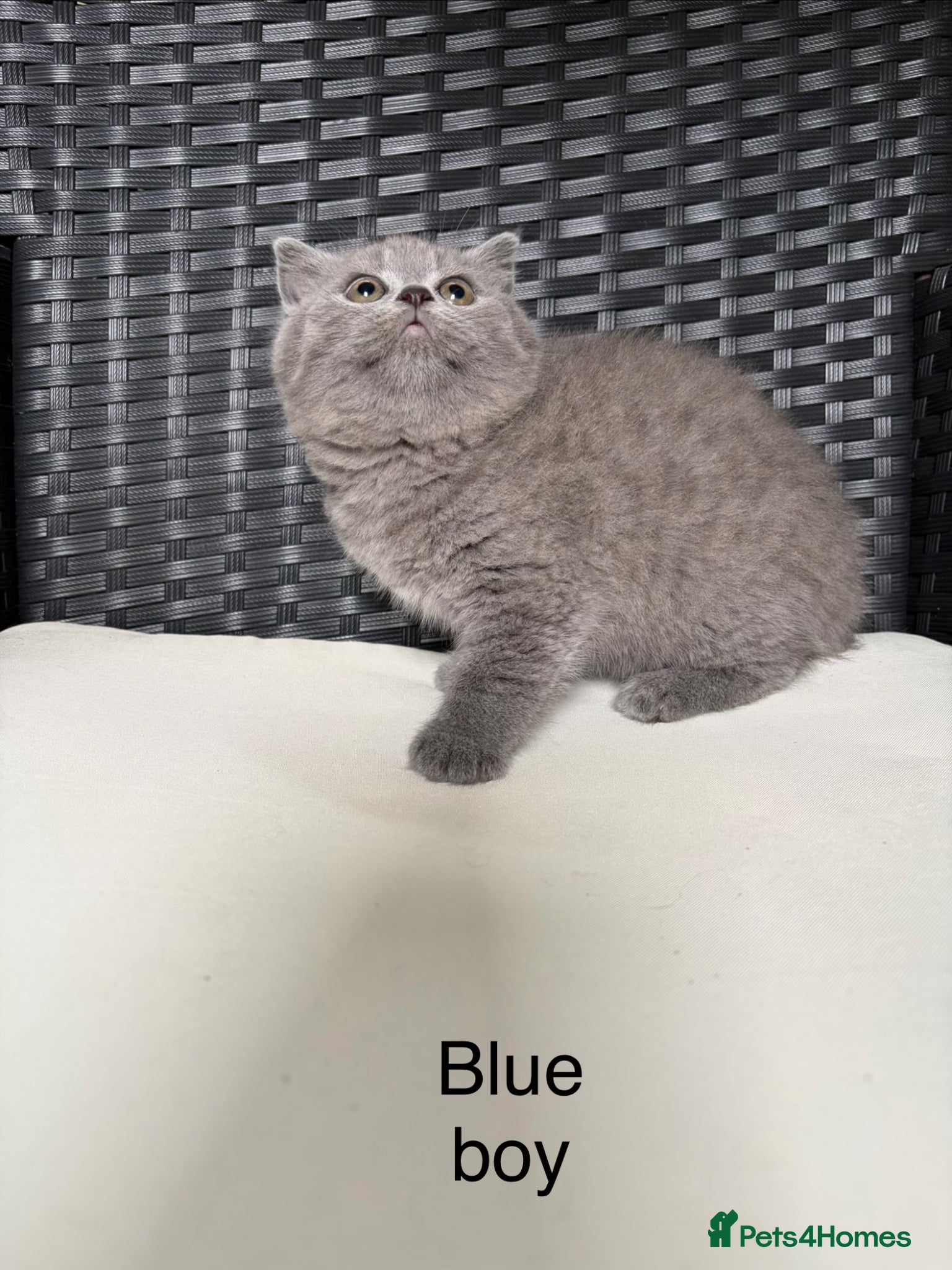 British Shorthair cats Beautiful pedigree British Shorthair kittens - Advert 1