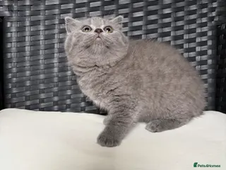 British Shorthair cats Beautiful pedigree British Shorthair kittens - Advert 1
