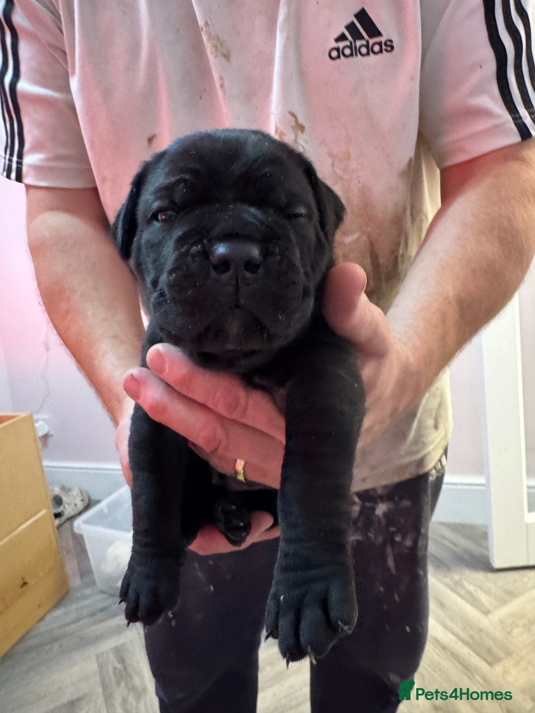 Cane Corso dogs for sale: Beautiful Cane Corso puppies  - Advert 17