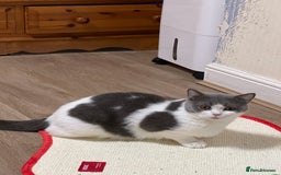 British Shorthair cats for sale: British shorthair kittens  - Image 11