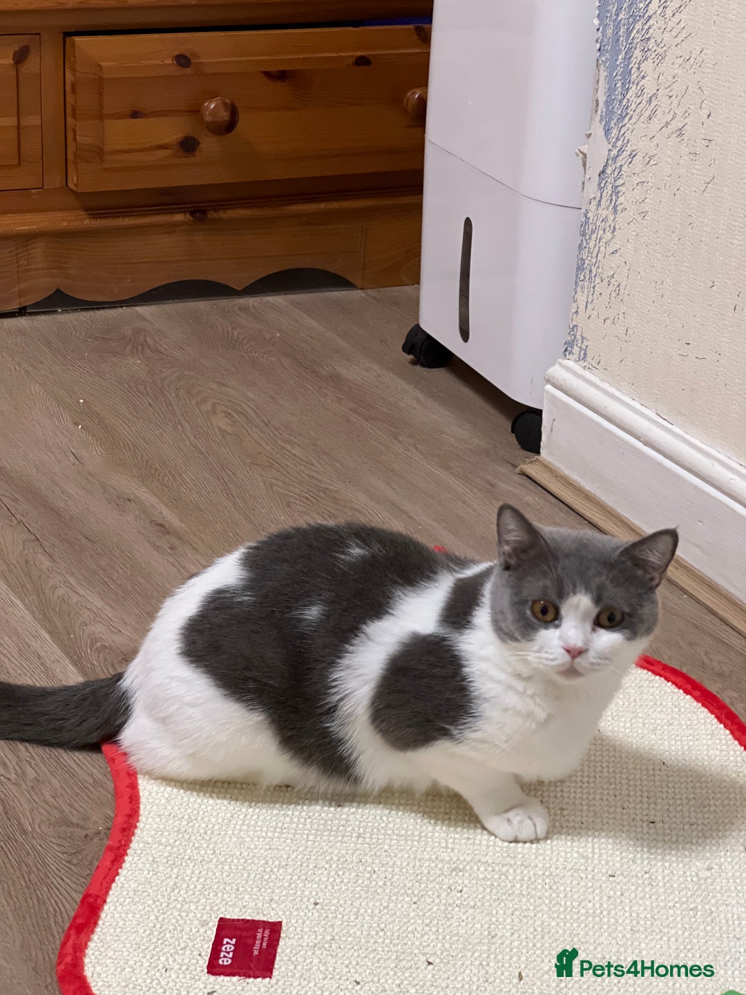 British Shorthair cats for sale: British shorthair kittens  - Image 11