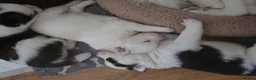 Siberian Husky dogs for sale: 2 x FEMALE HUSKY PUPS LEFT. CAN GO AFTER 6/8/2026 - Advert 3
