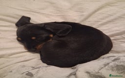 Miniature Dachshund dogs for sale: Very tiny 8 week old miniature dachshund  - Image 2