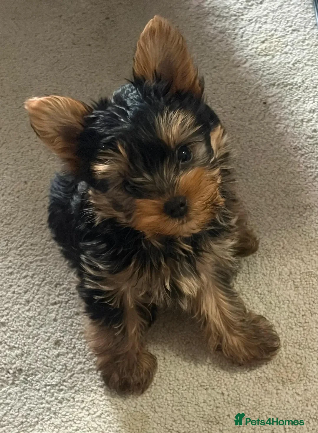 Yorkshire Terrier dogs for sale: Beautiful Yorkshire Terrier puppies for good homes in Cwmbran - Advert 4