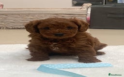 Cavapoo dogs for sale:  GORGEOUS EXTENSIVELY HEALTH TESTED TOY CAVAPOOS - Image 28