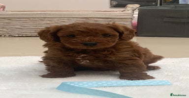 Cavapoo dogs - Advert 10
