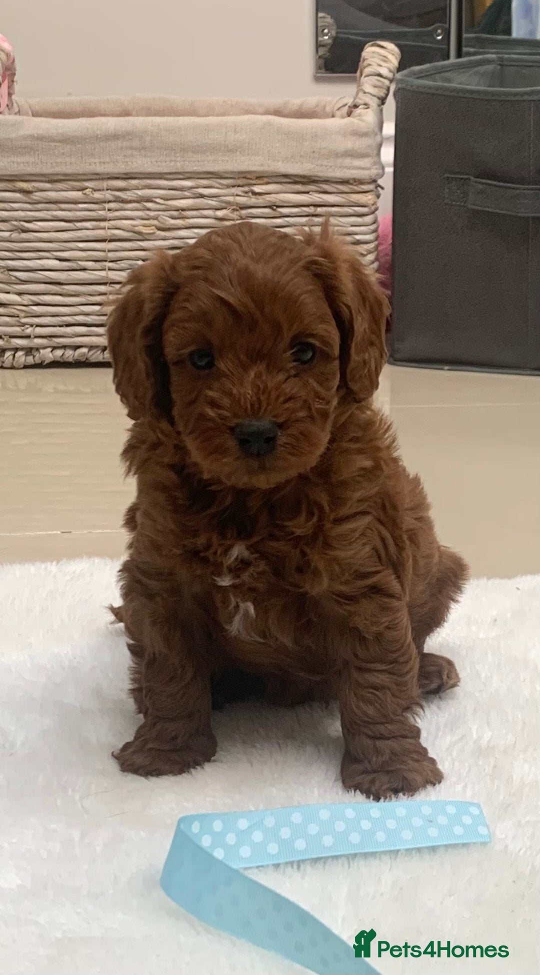 Cavapoo dogs for sale:  GORGEOUS EXTENSIVELY HEALTH TESTED TOY CAVAPOOS - Image 28