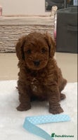 Cavapoo dogs - Advert 16