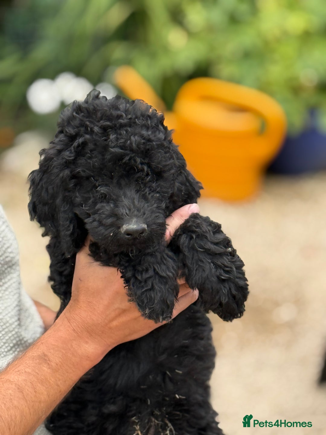 Labradoodle dogs for sale: F2 Labradoodle  - Image 7