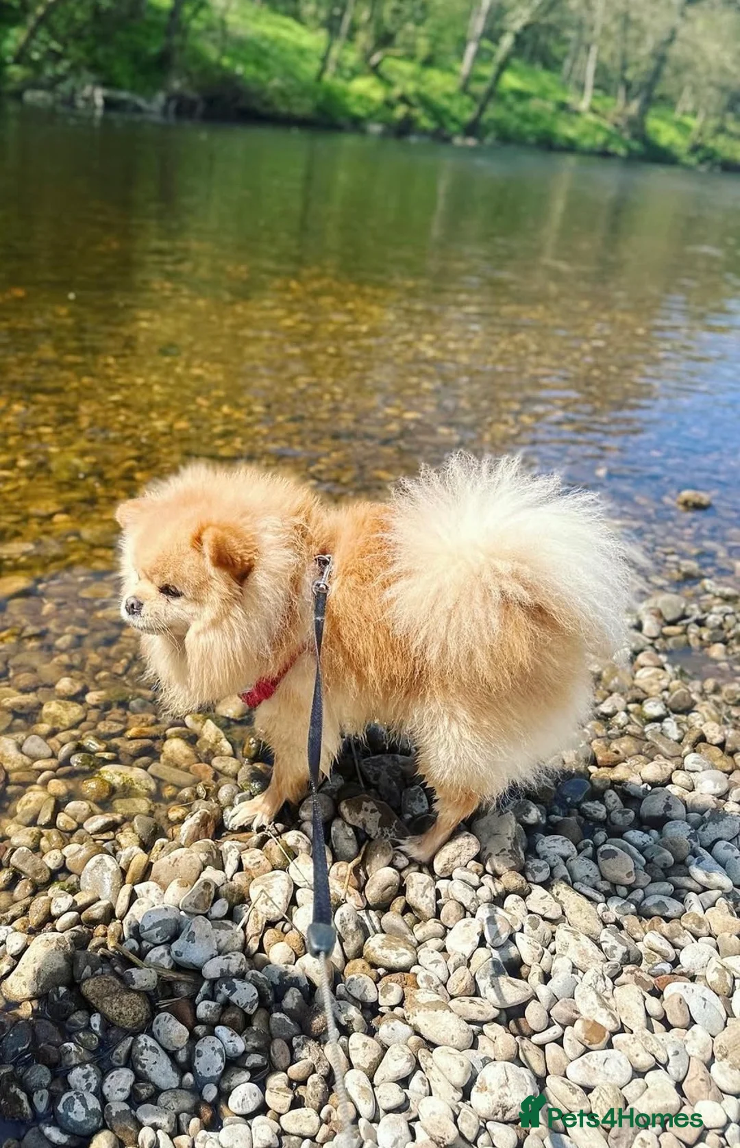 Pomeranian dogs for stud: Mr Milo  - Advert 1