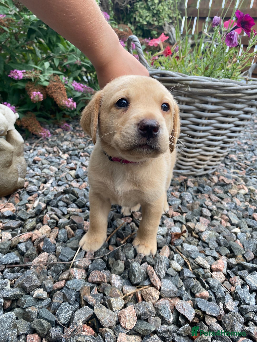 Labrador Retriever dogs for sale: Pedigree Labrador Pups - Image 15