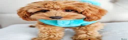 Cavapoo dogs for sale: Beautiful Cavapoo Puppy – Zoey 8 Months Old - Advert 3