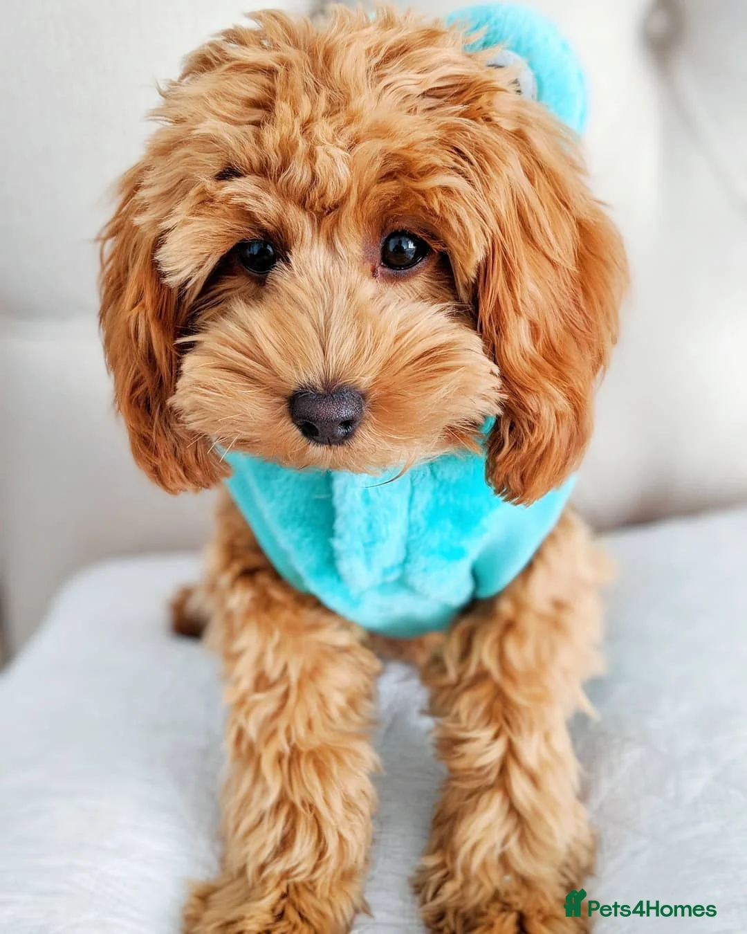 Cavapoo dogs for sale: Beautiful Cavapoo Puppy – Zoey 8 Months Old - Advert 3