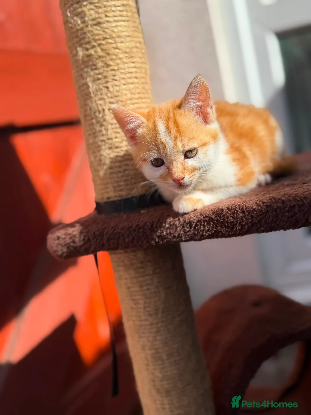 Mixed Breed cats for sale: Mixed ragdolls - Advert 23