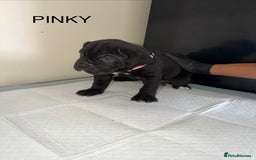 Cane Corso dogs for sale: CANE CORSO. FULL PEDIGREE. CHAMPION BLOODLINE. - Image 3