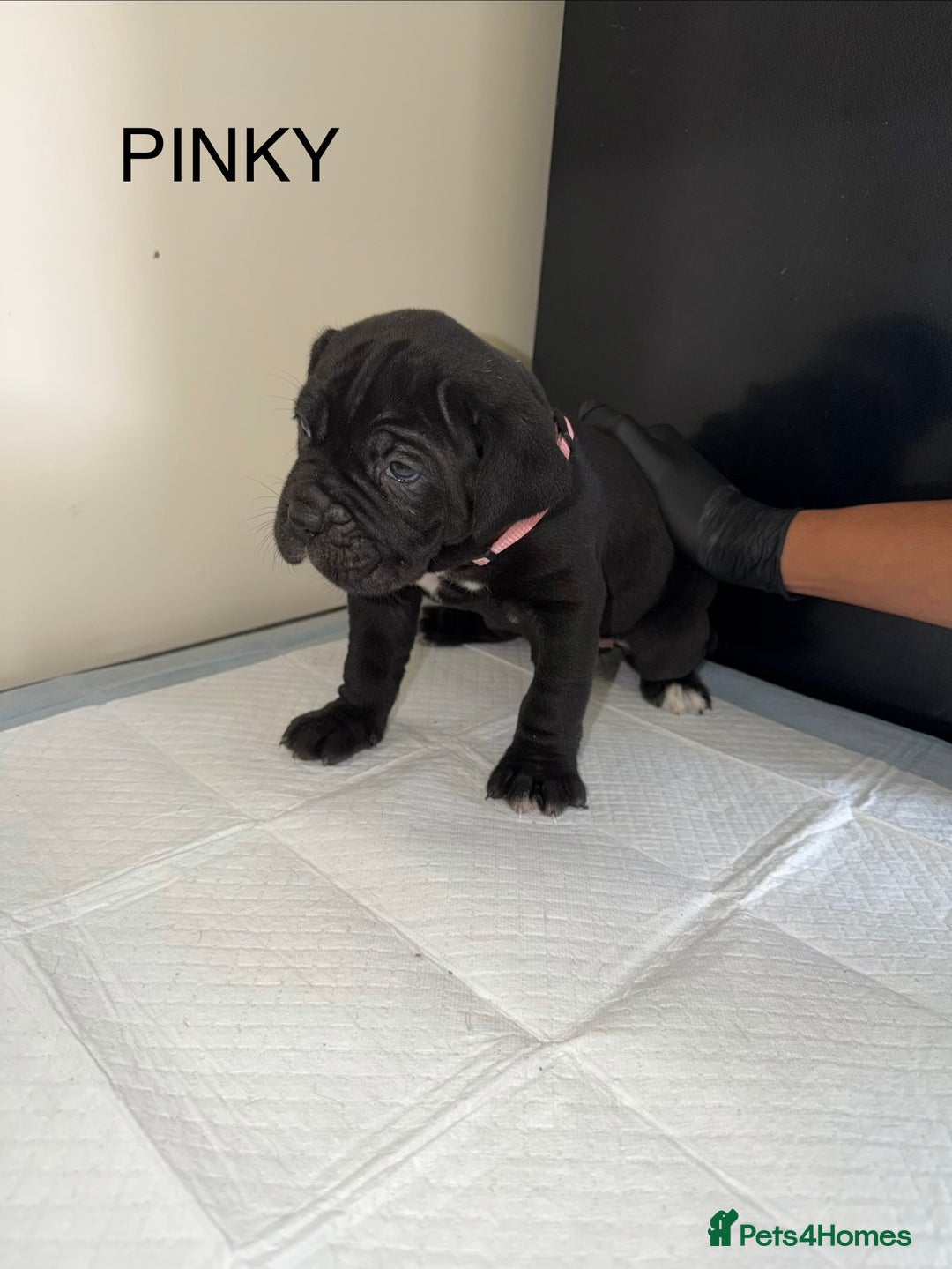 Cane Corso dogs for sale: CANE CORSO. FULL PEDIGREE. CHAMPION BLOODLINE. - Image 3