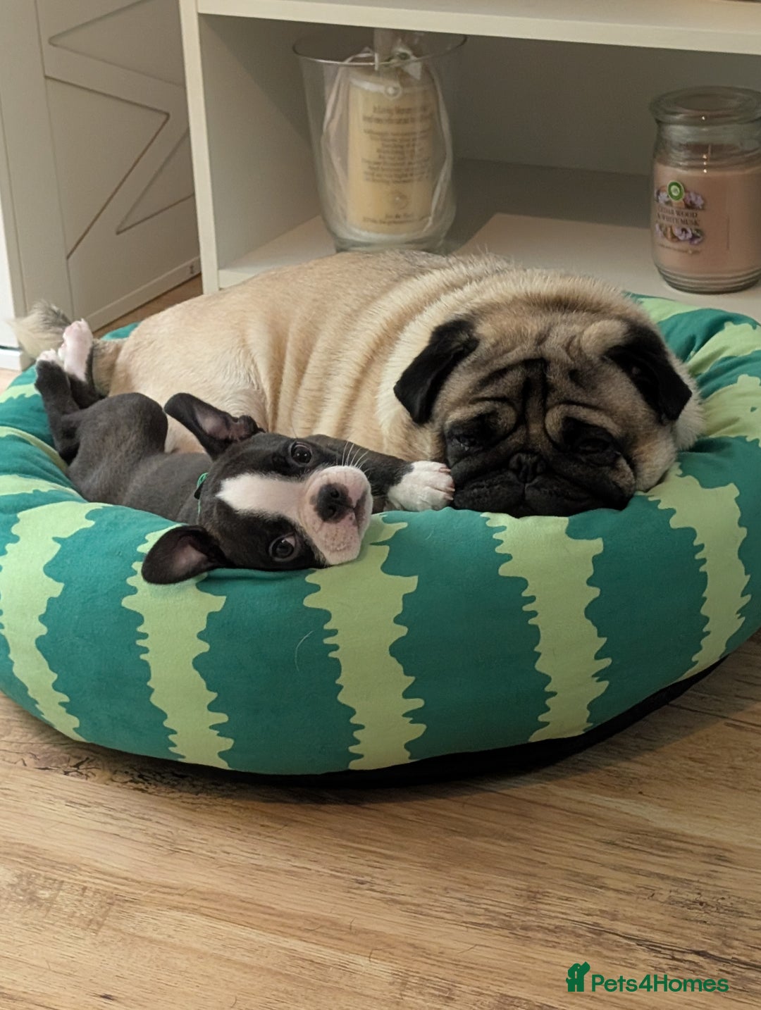 Boston Terrier dogs for sale: SOLD** - Advert 18