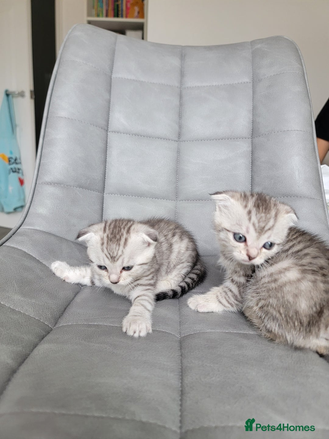 Scottish Fold cats for sale: Scottish mixed  - Image 3