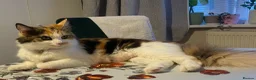 Mixed Breed cats for sale: Two fluffy kittens- FEMALE - Advert 3