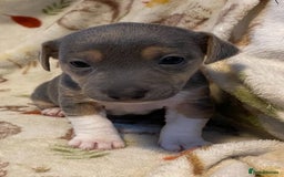 Jack Russell dogs for sale: Blue, Lilac & Tan smooth coated miniature JRT - Advert 4