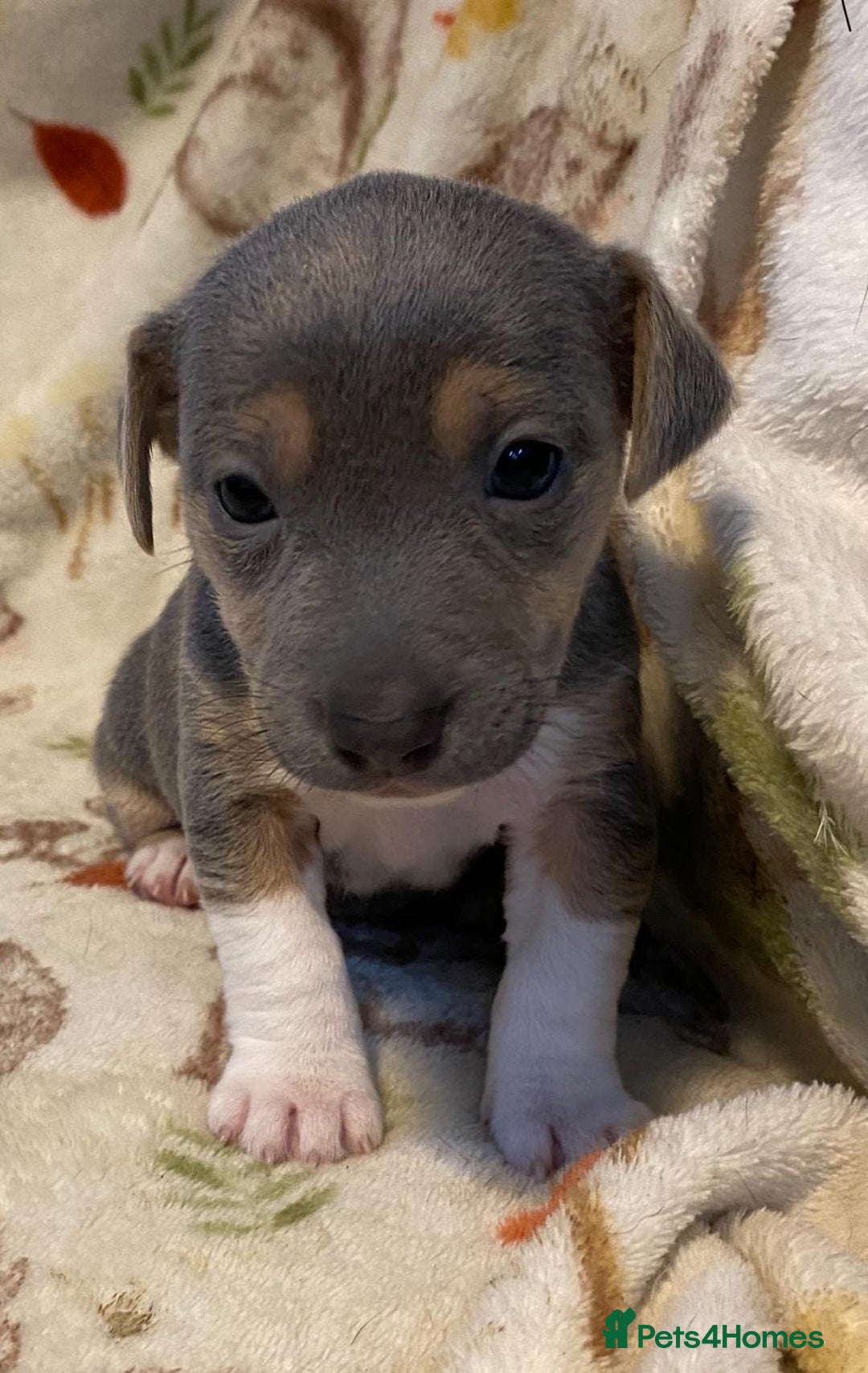 Jack Russell dogs for sale: Blue, Lilac & Tan smooth coated miniature JRT - Advert 4