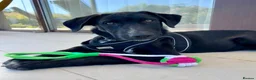 Mixed Breed dogs for adoption: Calm loving Chandler - Advert 12