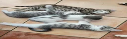 Mixed Breed cats for sale: Beautiful boy kittens - Advert 2