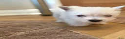 West Highland Terrier dogs for sale: Westie puppies  - Advert 5