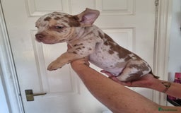American Bully dogs for sale: David  - Image 36