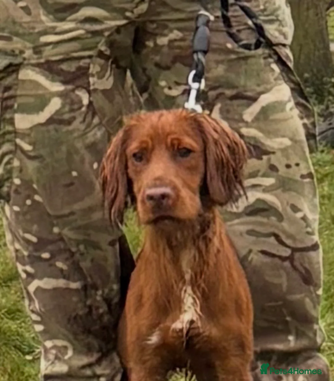 Cocker Spaniel dogs for sale: Male Cocker Spaniel - Advert 3