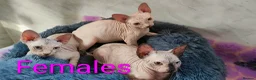 Sphynx cats for sale: Canadian Sphynx Tica registered,Blue eyes. - Advert 3