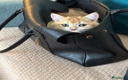 British Shorthair cats for sale:  Golden British Shorthair kittens  in London - Image 7