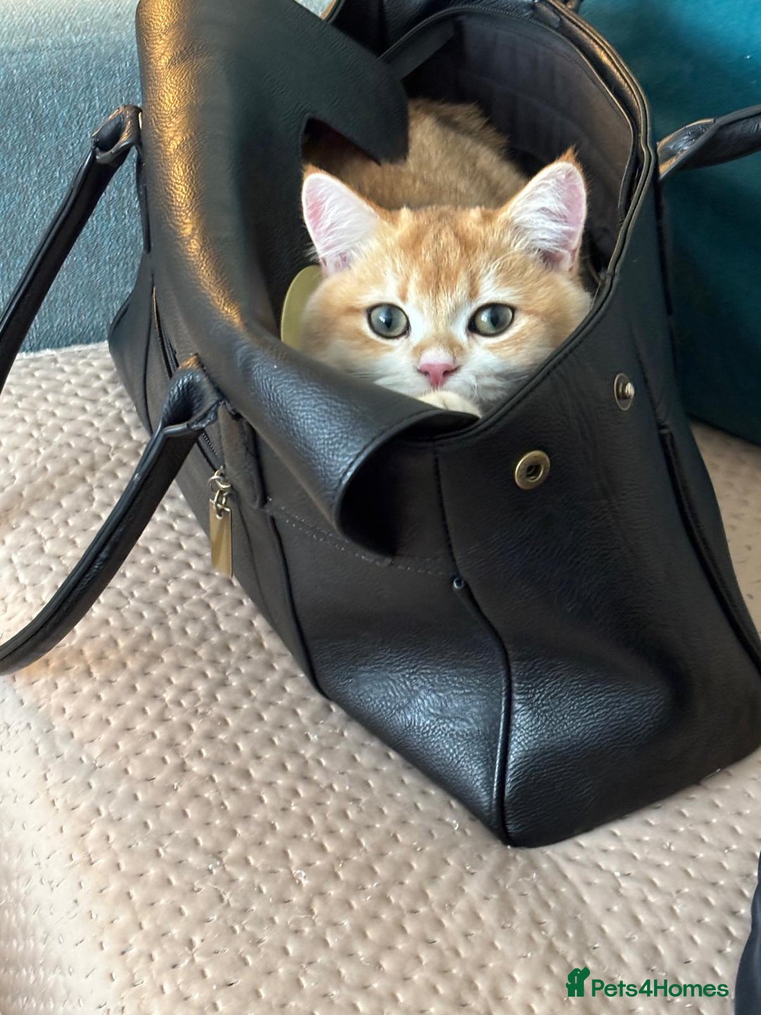 British Shorthair cats for sale:  Golden British Shorthair kittens  in London - Image 7