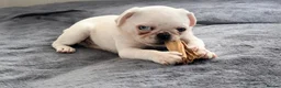 Pug dogs for sale: White KC Pug Boy Blue Eye only one left - Advert 3