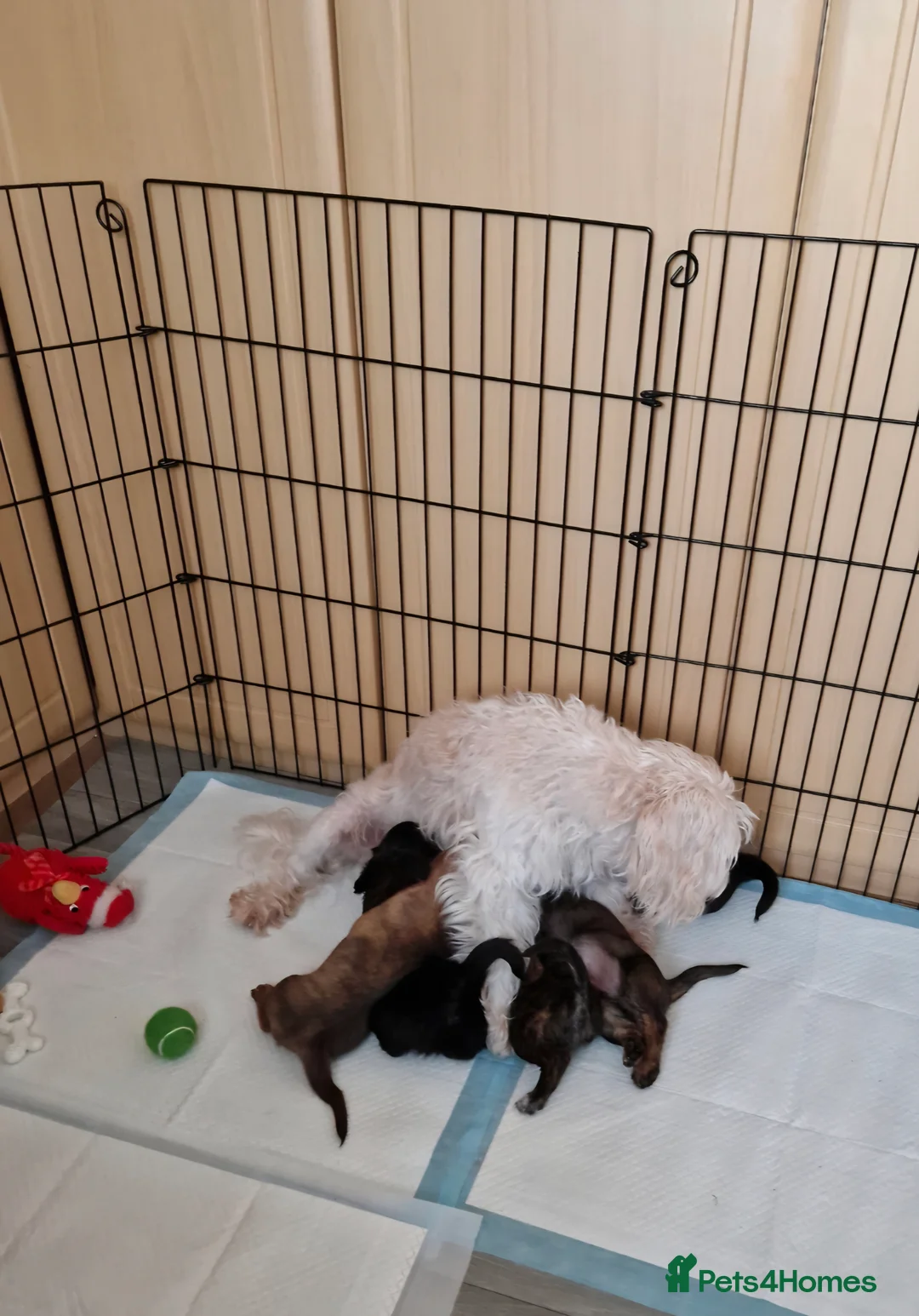 Mixed Breed dogs for sale: Adorable puppies for sale - Advert 9