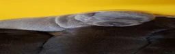 Staffordshire Bull Terrier dogs for sale: Blue or black beautifu Staffordshire ball terrier - Advert 3