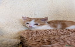 Maine Coon cats for sale: Maine-coon Mix for sale 😼 - Image 6