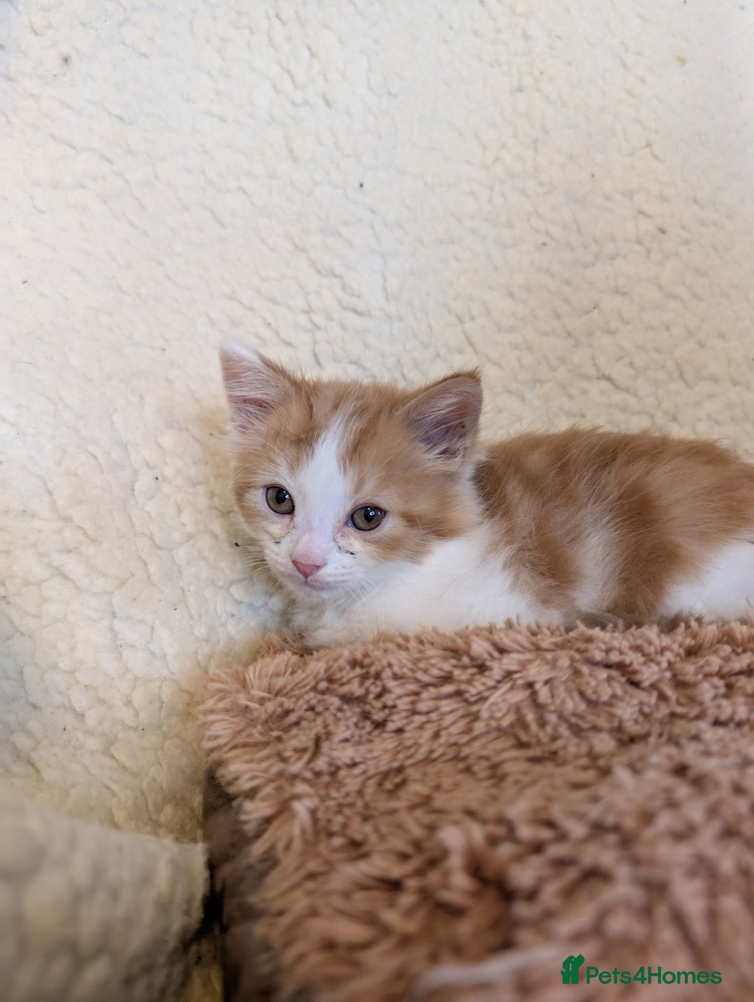Maine Coon cats for sale: Maine-coon Mix for sale 😼 - Image 6