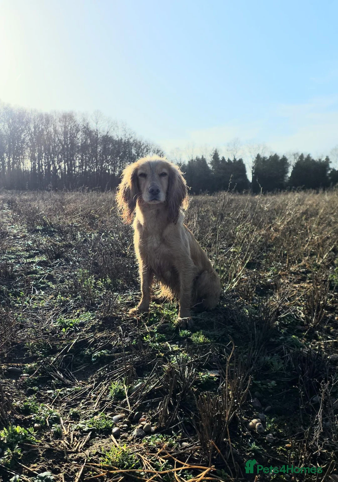 Cocker Spaniel dogs for sale: KC FTCH bloodlines cocker spaniels - Advert 1