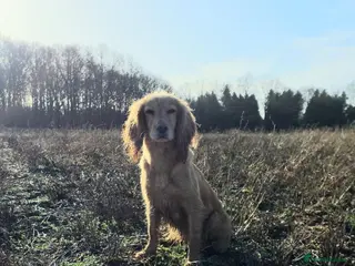 Cocker Spaniel dogs KC FTCH bloodlines cocker spaniels - Advert 1