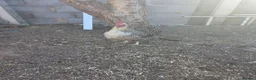 Chickens poultry for sale: Orpingtons/ hybrids/ wyandotte/leg bars & cockeral in Rhyl - Advert 15