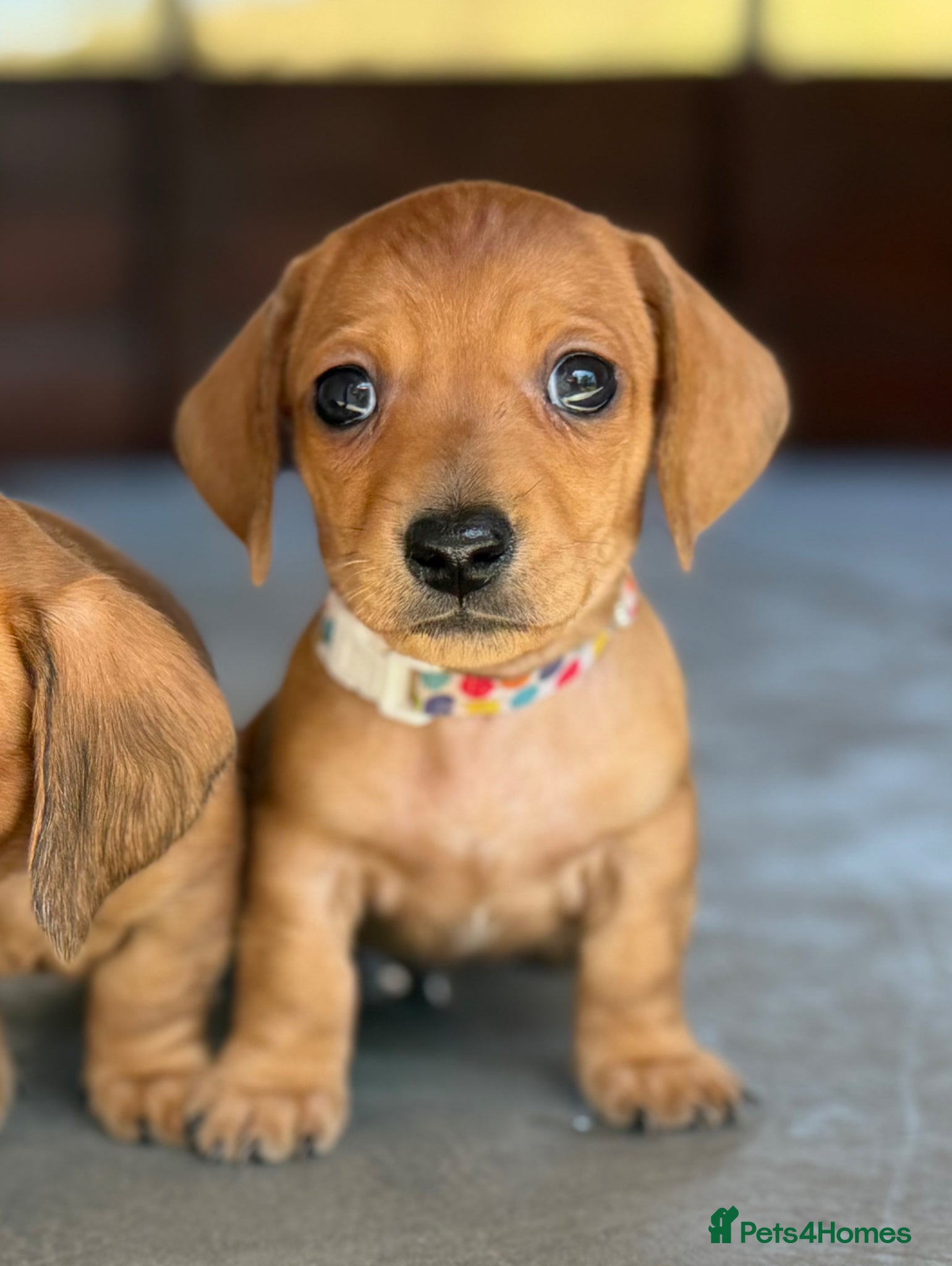 Miniature Dachshund dogs Stunning Red & Fawn Miniature Dachshund Puppies - Advert 4