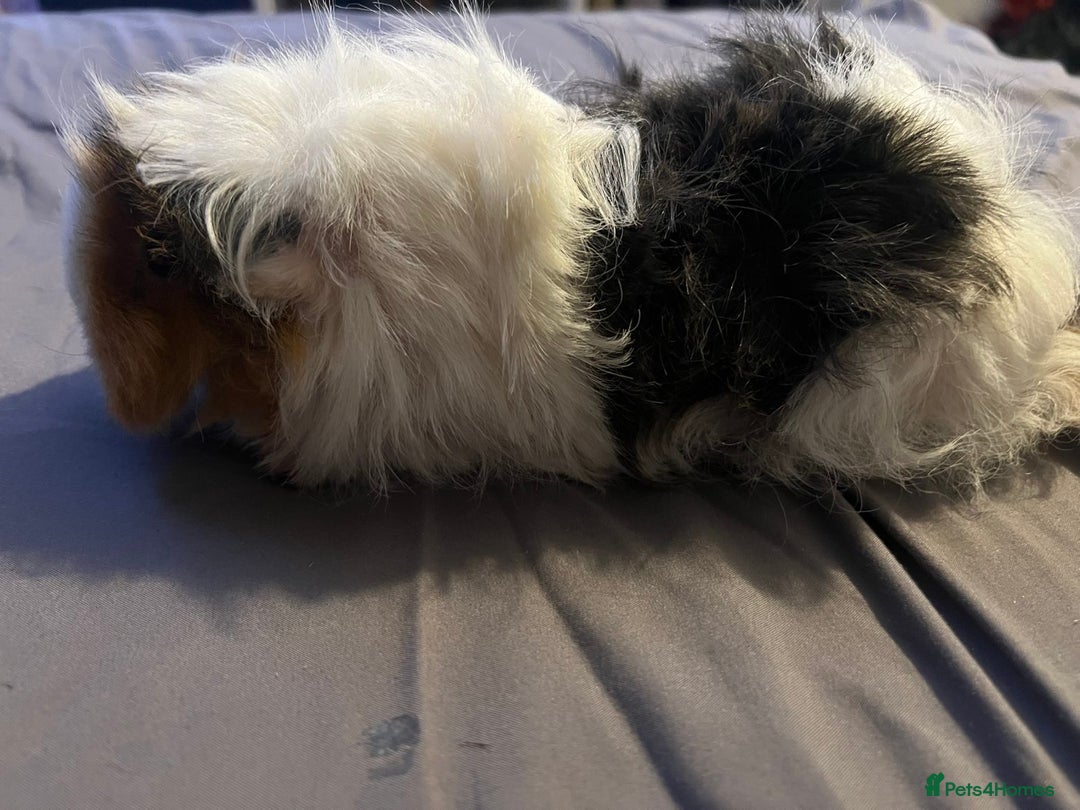 Guinea Pig rodents for sale: Female guinea pigs  - Advert 3