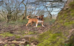 Welsh Collie dogs for sale: Please help! Zeek Desperately Needs a loving home  - Image 4