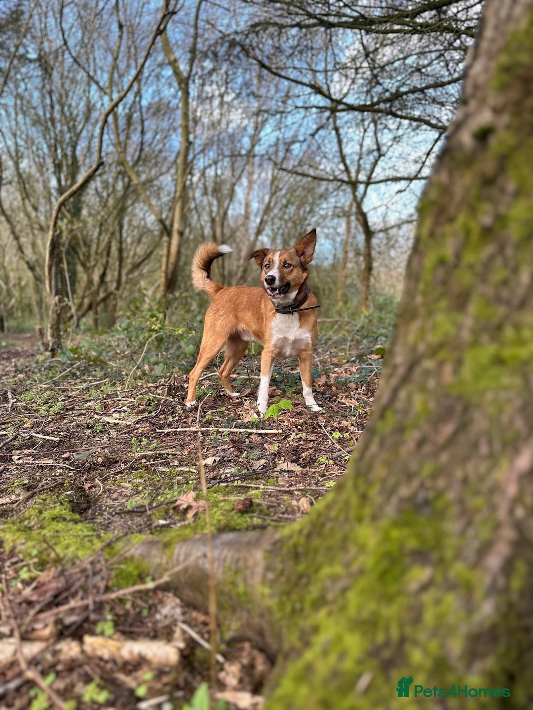 Welsh Collie dogs for sale: Please help! Zeek Desperately Needs a loving home  - Image 4