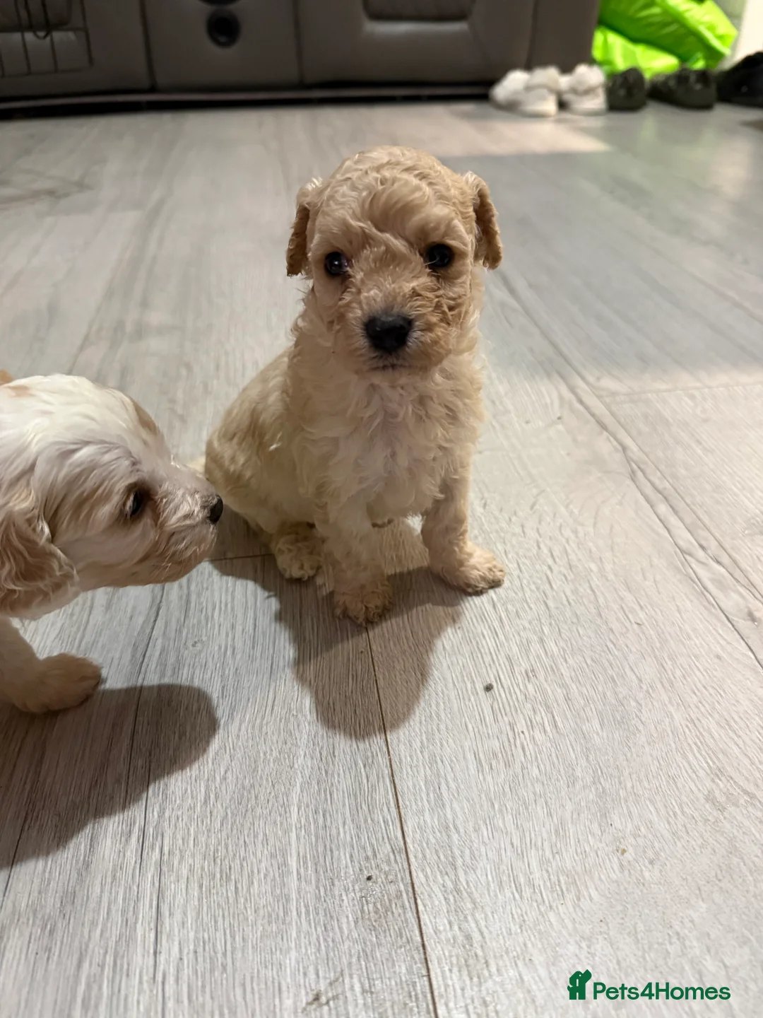 Mixed Breed dogs for sale: 8 Beautiful Cavapoochon Puppies in Bacup - Advert 11