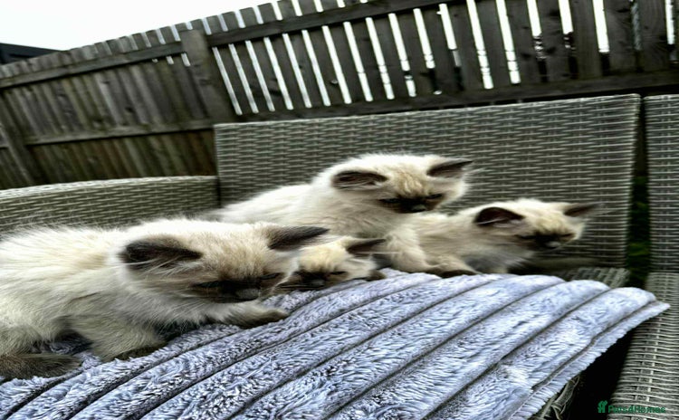 Ragdoll cats - Advert 8