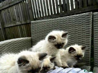 Ragdoll cats - Advert 11