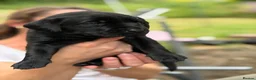 Labrador Retriever dogs for sale: Beautiful KC REG family raised Black Lab puppies - Advert 22
