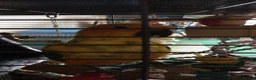 Conures birds for sale: Hyper Yellow Sun Conure in Chichester - Advert 3